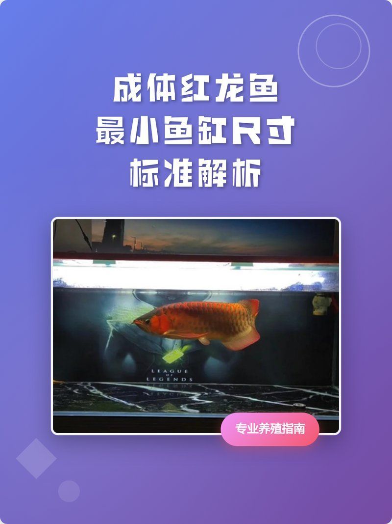 家里養(yǎng)紅龍魚(yú)需要多大的魚(yú)缸？，養(yǎng)紅龍魚(yú)