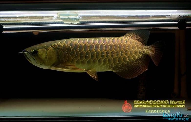 李亞四古典過背金龍魚，如何鑒別李亞四古典過背金龍魚