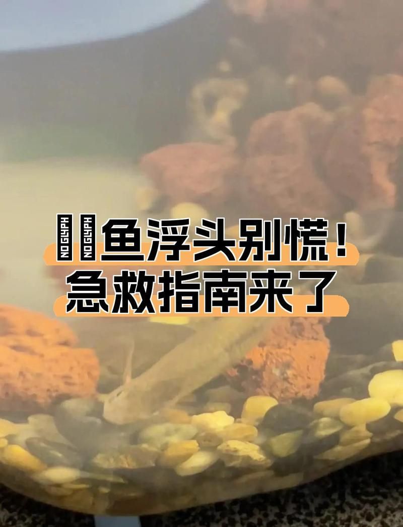魚浮頭后多久會恢復，arxiv論文助手arxiv論文助手arxiv論文助手