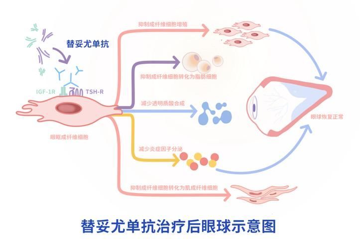 有哪些藥物可以幫助治療魚(yú)突眼，“魚(yú)突眼”的藥物治療