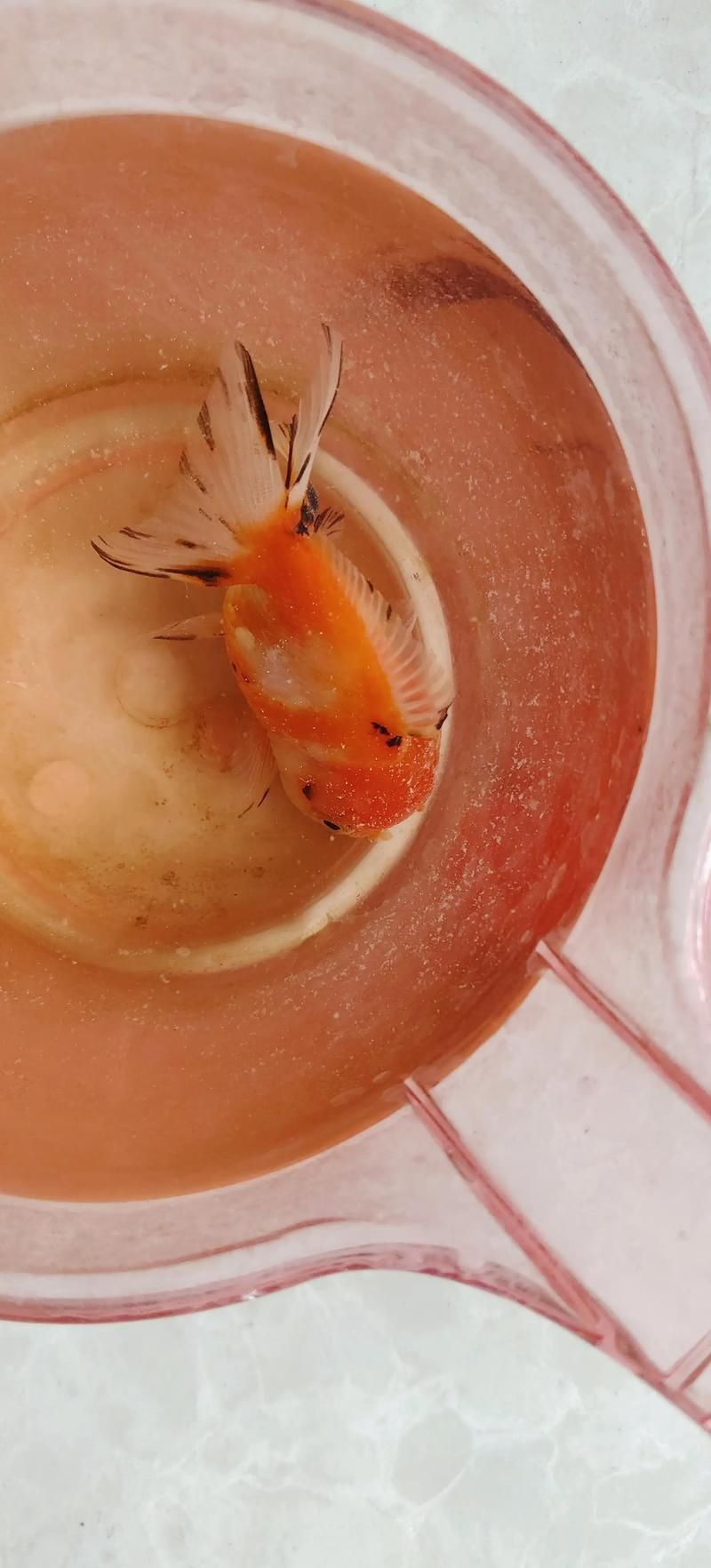 魚炸鱗后多久會恢復，實操3天逆襲治愈率1riverscribe實操3天逆襲治愈率