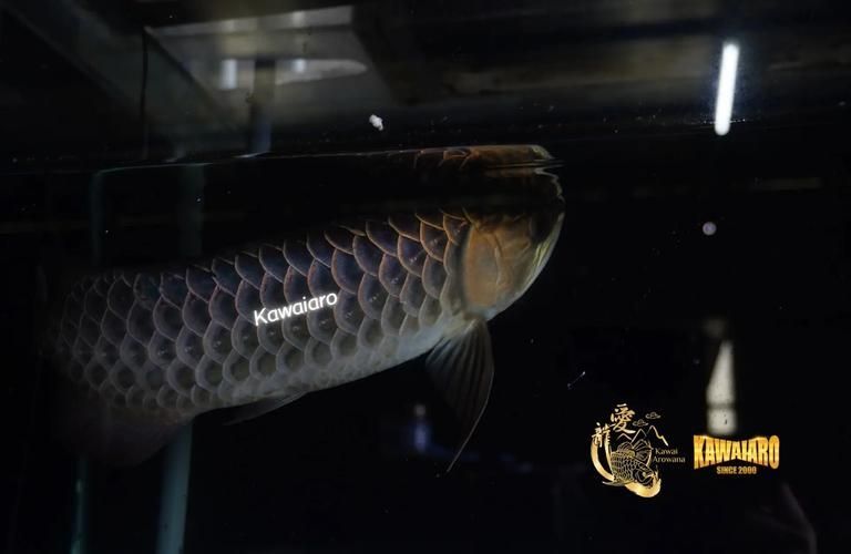 給我一些過背藍金龍魚的圖片，過背藍金龍魚市場價格是多少過背藍金龍魚的市場價格是多少