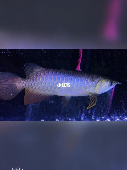 給我一些過背藍金龍魚的圖片，過背藍金龍魚市場價格是多少過背藍金龍魚的市場價格是多少