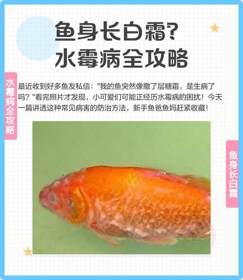 如何預防魚缸再次感染真菌？，如何預防魚缸再次感染真菌