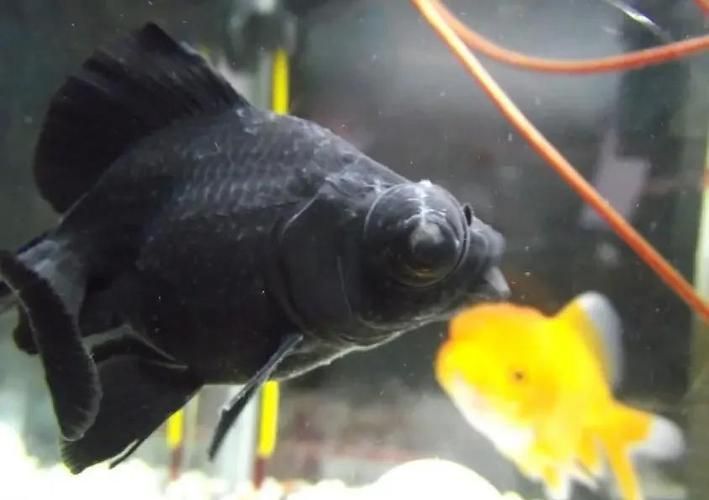 如何預防魚缸再次感染真菌？，如何預防魚缸再次感染真菌