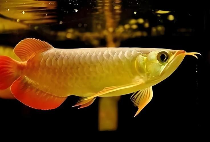 能否提供更多關于金龍魚的圖片，金龍魚的飼養方法