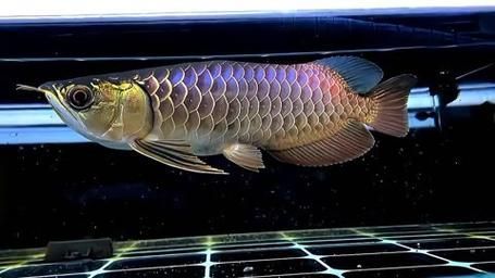 如何判斷白條過背金龍魚是否健康？，判斷一條白條過背金龍魚是否健康，如何挑選健康的白條過背金龍魚