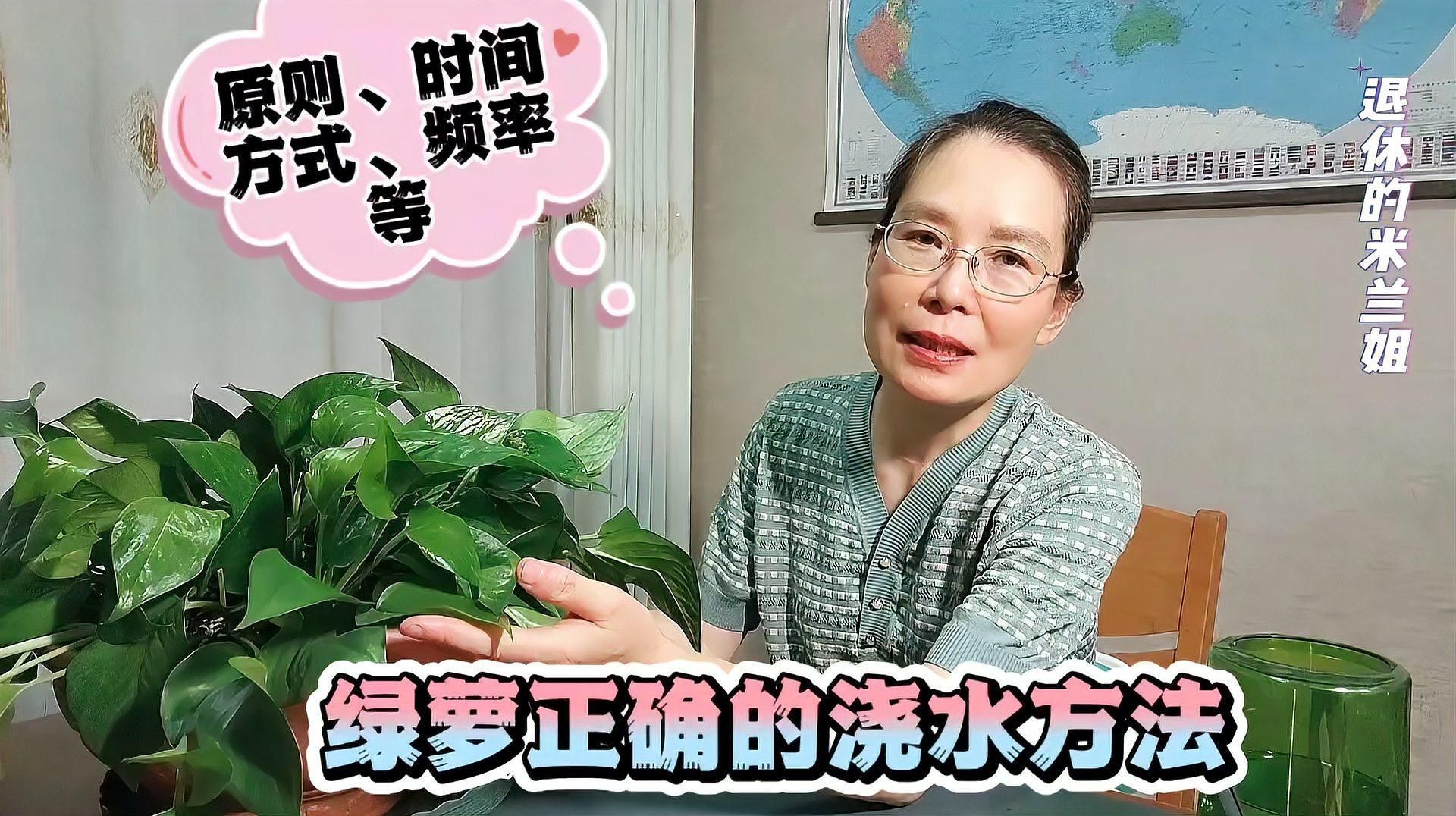 綠蘿多久澆一次水合適，養綠蘿幾天澆一次兩個澆水技巧，學會了輕松爆盆