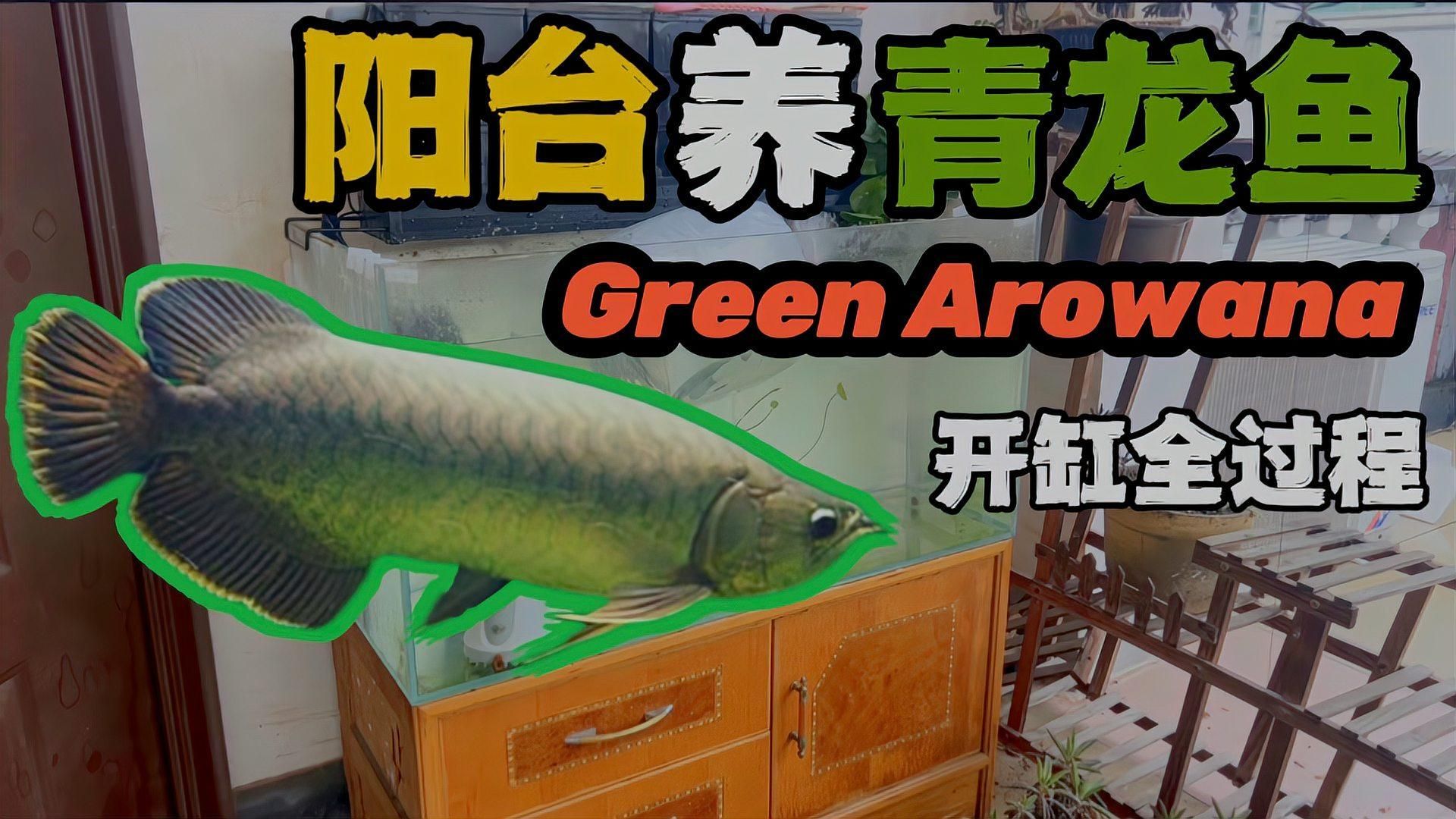 除了上述品種，還有哪些龍魚適合新手？，最適合新手飼養的龍魚品種
