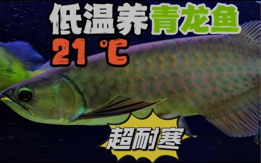 除了上述品種，還有哪些龍魚適合新手？，最適合新手飼養的龍魚品種