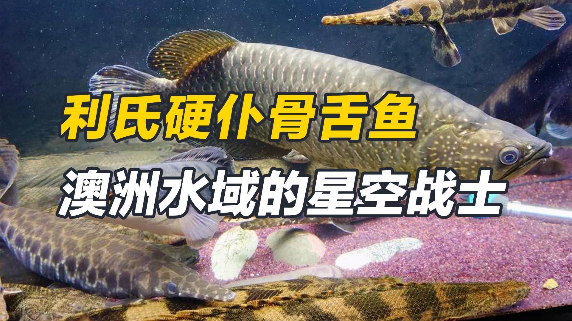 除了上述品種，還有哪些龍魚適合新手？，最適合新手飼養的龍魚品種