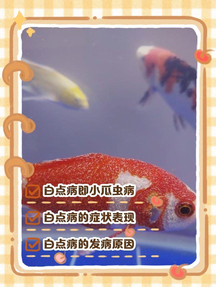 如何判斷魚是否感染小瓜蟲，小瓜蟲感染后如何預防魚身上長白點是什么病