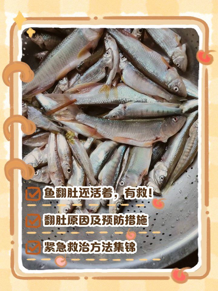 龍魚(yú)翻肚后多久會(huì)死亡，龍魚(yú)翻肚后多久會(huì)死亡，如何急救