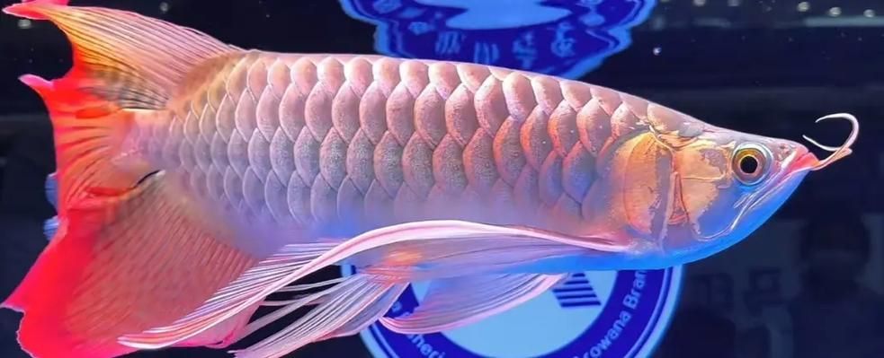 2025年“長城杯”世界龍魚錦標賽的決賽信息，2025年“長城杯”世界龍魚錦標賽