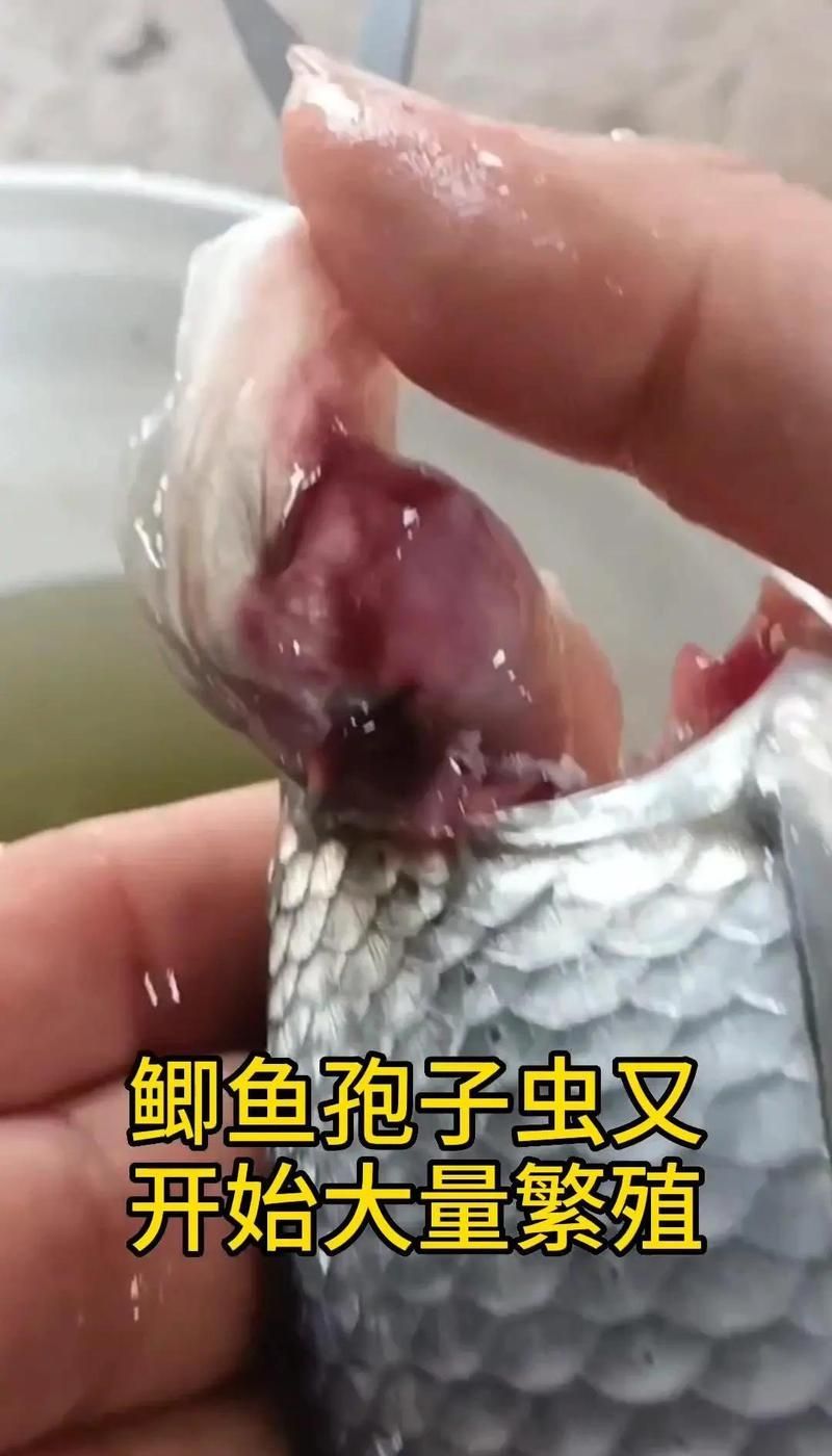 哪種藥物治療魚(yú)內(nèi)寄最有效，水產(chǎn)養(yǎng)殖中治療魚(yú)類(lèi)內(nèi)寄生蟲(chóng)最有效的藥物是吡喹酮