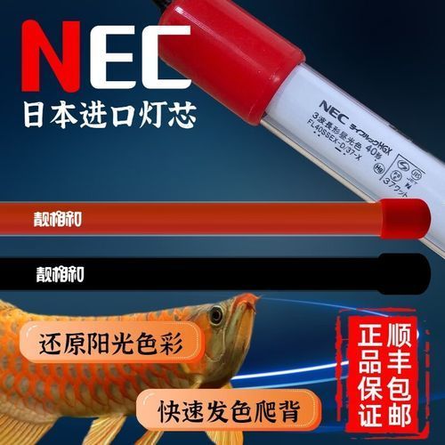 推薦幾款適合紅龍魚的魚缸燈，幾款適合紅龍魚的魚缸燈推薦