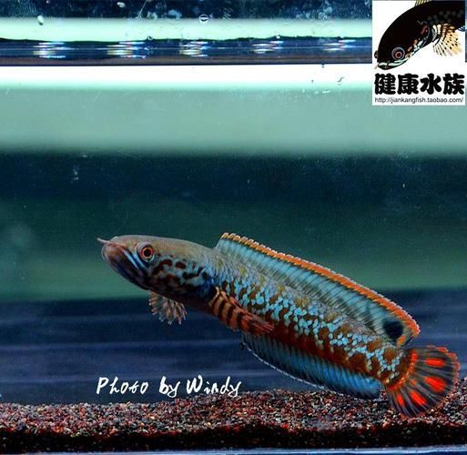 雷龍哪個品種最受歡迎，七彩雷龍和黃金眼鏡蛇雷龍哪個品種最適合新手入門