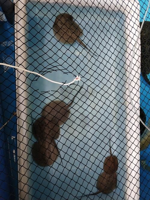 祥龍魚場的魟魚繁殖技術如何？，祥龍魚場的魟魚繁殖技術如何，