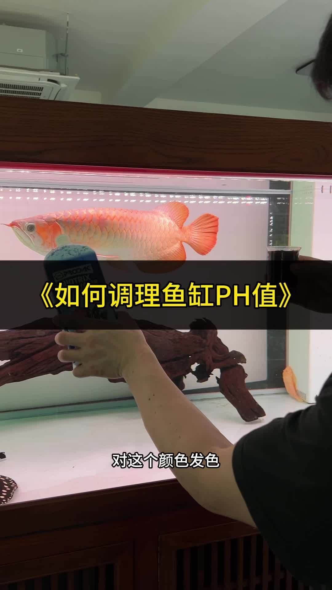 龍魚PH值波動大怎么辦，如何判斷龍魚是否處于ph值波動中？