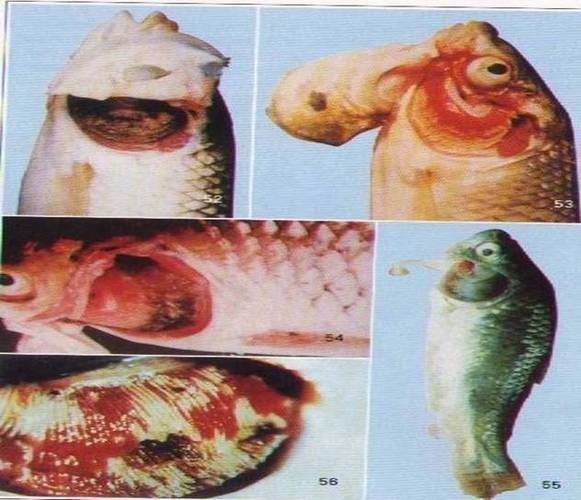 如何判斷龍魚是否患有鰓霉菌感染？，————科學診斷指南