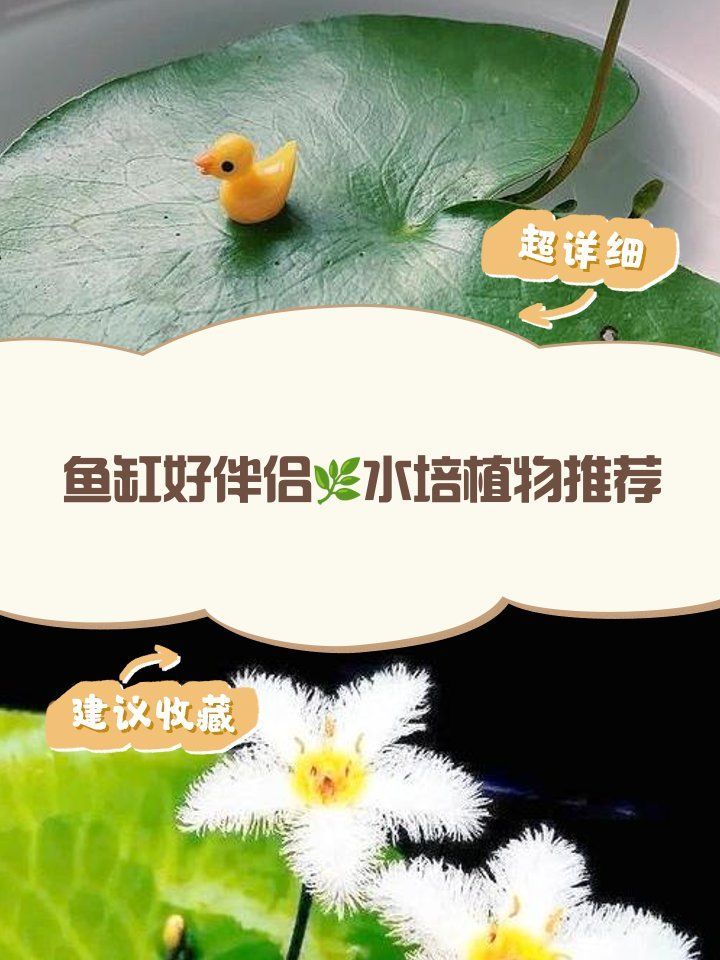 哪些水族植物適合與小紅龍魚共養，適合與小紅龍魚共養的水族植物