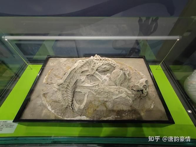 有哪些著名的文物造假案例，圖、司母戊鼎的真?zhèn)舞b定