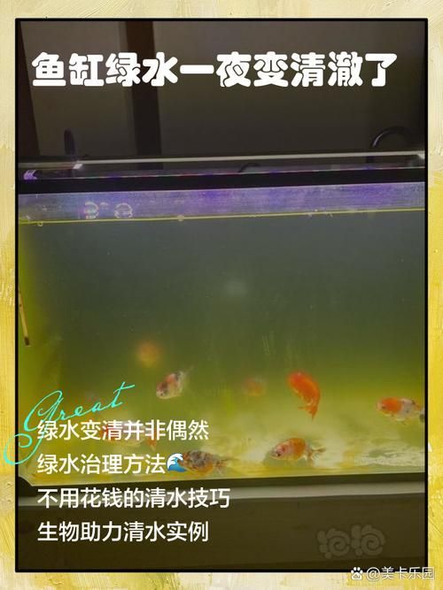 如何判斷魚缸水是否發綠？，如何判斷魚缸水發綠 如何判斷魚缸水是否發綠？，如何判斷魚缸水發綠 龍魚百科 第5張