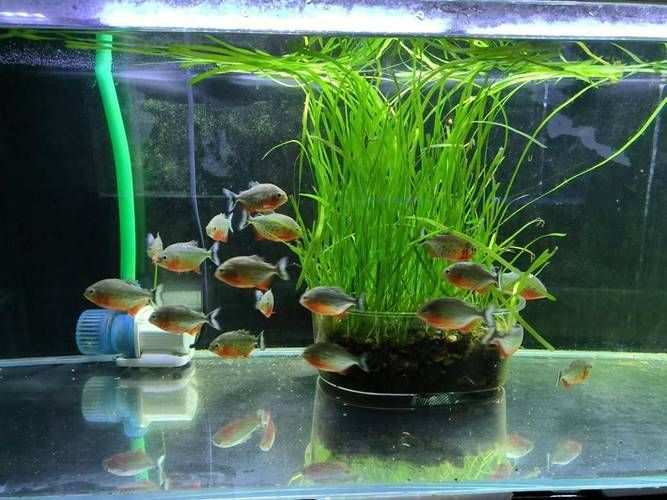 如何判斷魚缸水是否發綠？，如何判斷魚缸水發綠 如何判斷魚缸水是否發綠？，如何判斷魚缸水發綠 龍魚百科 第6張