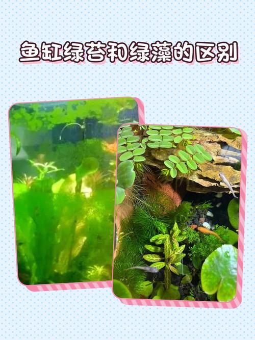 如何判斷魚缸水是否發綠？，如何判斷魚缸水發綠 如何判斷魚缸水是否發綠？，如何判斷魚缸水發綠 龍魚百科 第2張