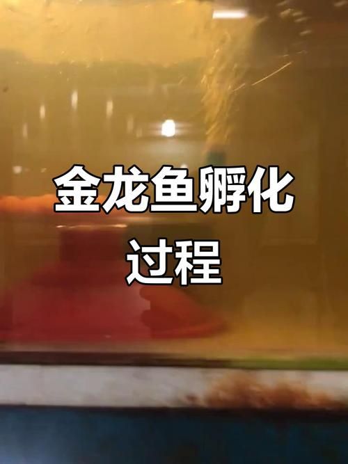 能否提供金龍魚發育過程的詳細圖片，金龍魚從卵到成魚的轉變是一個復雜且精細的過程