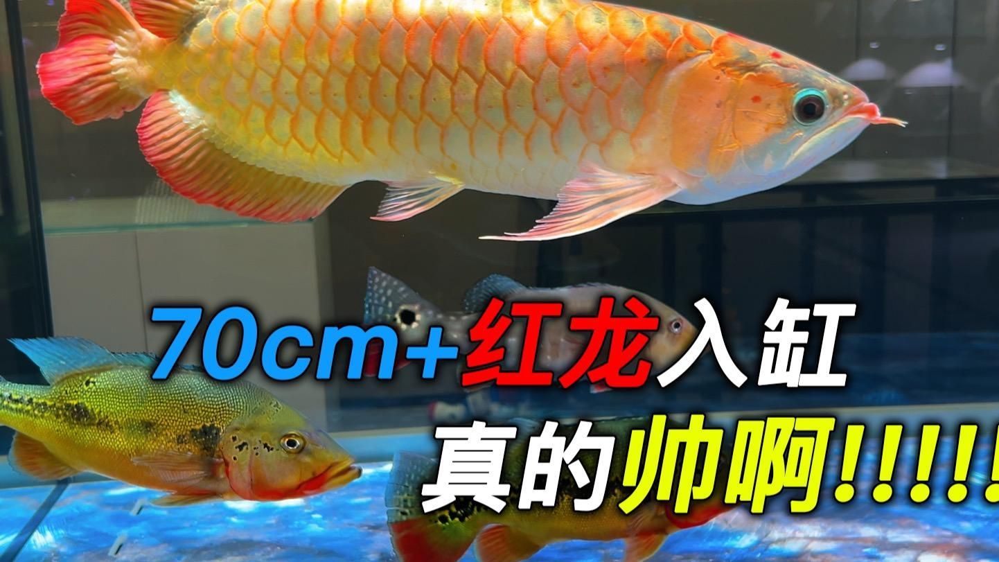 9～10cm紅龍魚苗需要多大的魚缸？，10cm紅龍魚苗的魚缸大小需要哪些特殊設(shè)備～