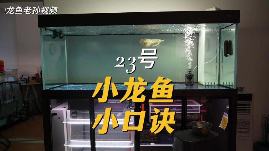 給我一些預(yù)防龍魚打架的圖片，聲東擊西———用銀龍當(dāng)“調(diào)解員”