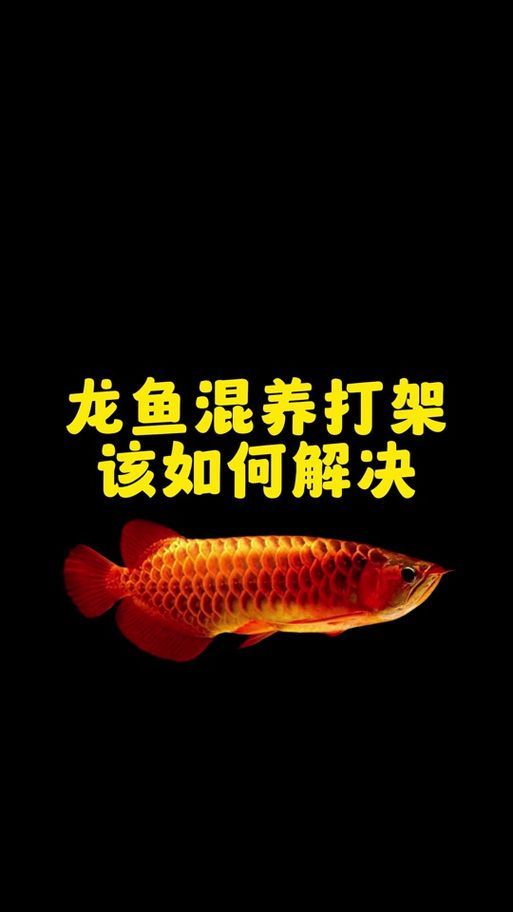 給我一些預(yù)防龍魚打架的圖片，聲東擊西———用銀龍當(dāng)“調(diào)解員”