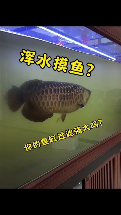 給我一些預(yù)防龍魚打架的圖片，聲東擊西———用銀龍當(dāng)“調(diào)解員”