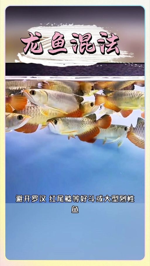給我一些預(yù)防龍魚打架的圖片，聲東擊西———用銀龍當(dāng)“調(diào)解員”