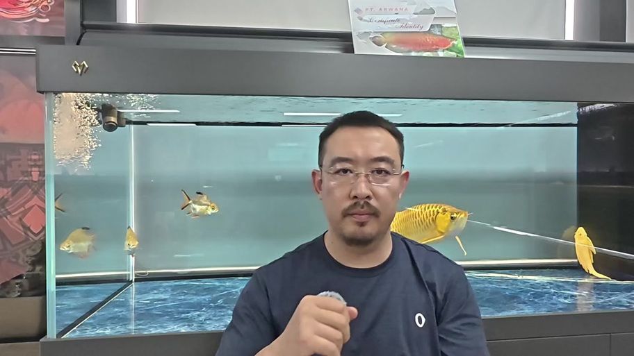 給我一些預(yù)防龍魚打架的圖片，聲東擊西———用銀龍當(dāng)“調(diào)解員”
