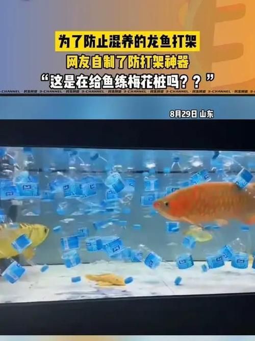 給我一些預(yù)防龍魚打架的圖片，聲東擊西———用銀龍當(dāng)“調(diào)解員”