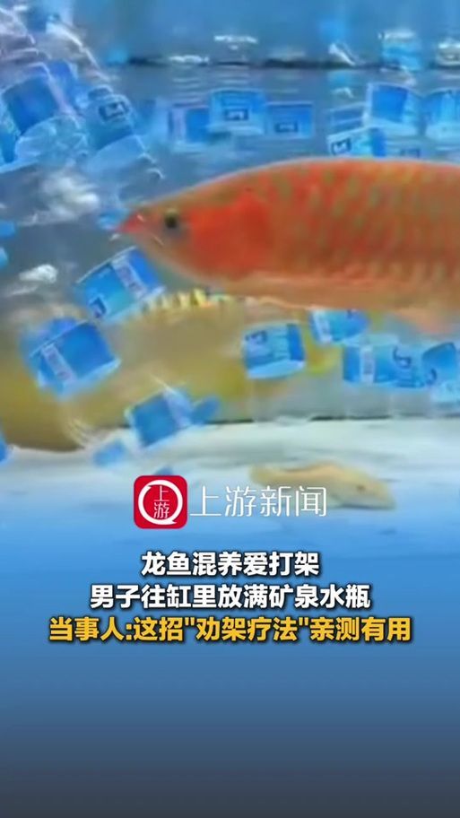 給我一些預(yù)防龍魚打架的圖片，聲東擊西———用銀龍當(dāng)“調(diào)解員”