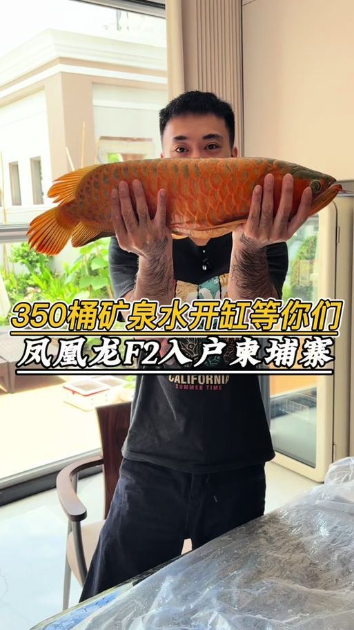 給我一些預(yù)防龍魚打架的圖片，聲東擊西———用銀龍當(dāng)“調(diào)解員”