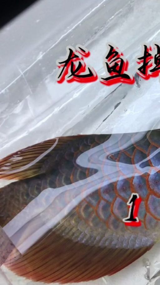 給我一些預(yù)防龍魚打架的圖片，聲東擊西———用銀龍當(dāng)“調(diào)解員”
