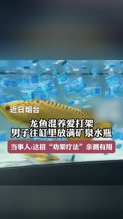 給我一些預(yù)防龍魚打架的圖片，聲東擊西———用銀龍當(dāng)“調(diào)解員”