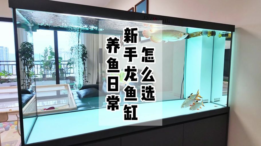 該網站是否有龍魚養殖視頻教程？，“龍魚天下”龍魚養殖視頻 該網站是否有龍魚養殖視頻教程？，“龍魚天下”龍魚養殖視頻 龍魚百科 第1張