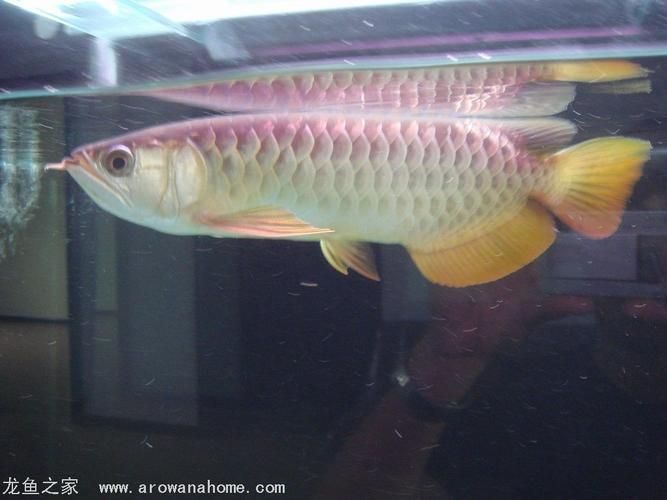 號半龍魚價格范圍，號半龍魚如何飼養號半龍魚的價格波動大嗎，號半龍魚有哪些缺點