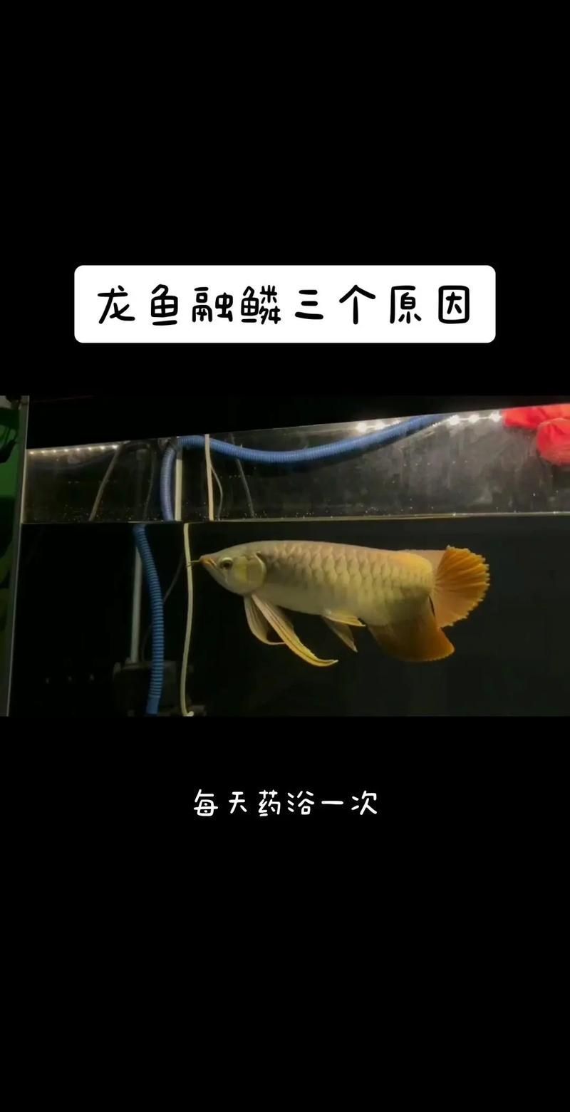 給我一些龍魚溶鱗病的治療案例，龍魚溶鱗病治療案例
