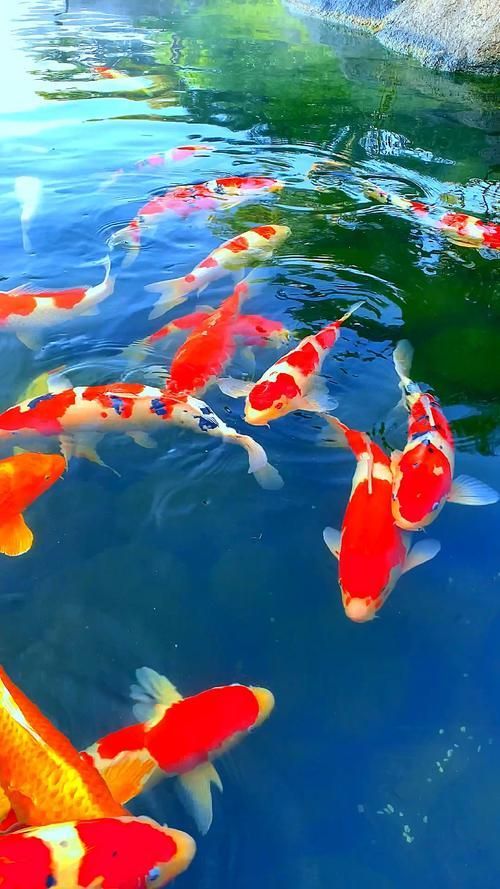 有哪些顏色搭配適合龍魚缸裝飾？，適合龍魚缸的顏色搭配建議