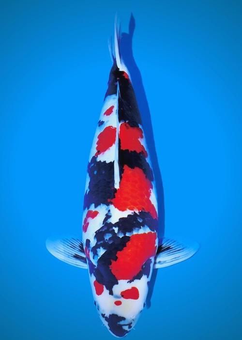 有哪些顏色搭配適合龍魚缸裝飾？，適合龍魚缸的顏色搭配建議