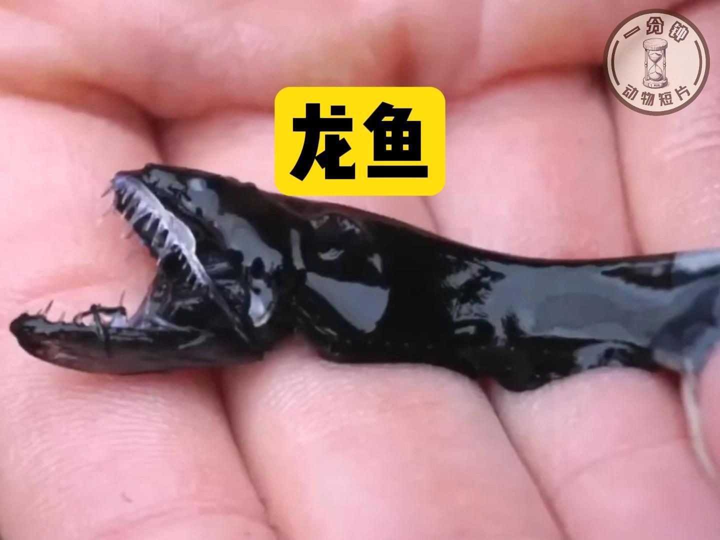 有沒有更多龍魚的秒懂百科視頻？，探索龍魚的奧秘時，我們發現了“秒懂百科”系列視頻 有沒有更多龍魚的秒懂百科視頻？，探索龍魚的奧秘時，我們發現了“秒懂百科”系列視頻 龍魚百科 第1張