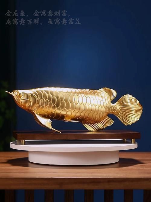 金龍魚擺什么位置最好，金龍魚擺放在客廳的位置最好選擇在客廳的財位與運勢