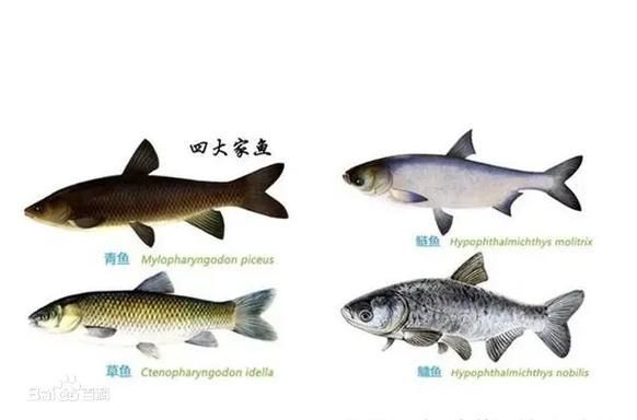 混養魚類時需要注意什么，混養魚類基礎知識 混養魚類時需要注意什么，混養魚類基礎知識 龍魚百科 第4張