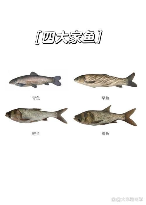 混養魚類時需要注意什么，混養魚類基礎知識 混養魚類時需要注意什么，混養魚類基礎知識 龍魚百科 第5張